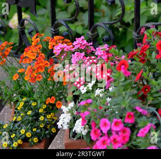 Plusieurs fleurs d'été dans des pots sur les escaliers Banque D'Images