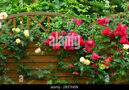 Plusieurs roses grimpantes sur l'échafaudage dans le jardin Banque D'Images