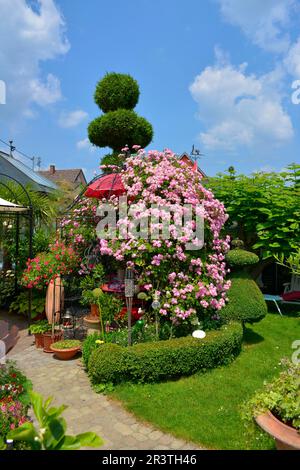 Roses grimpantes sur un cadre dans le jardin, beau jardin en été, jardin ornemental Banque D'Images