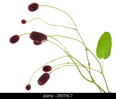 Plante médicinale: Burnet (Sanguisorba officinalis) Banque D'Images