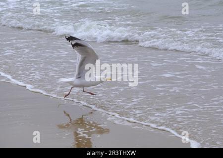 Mouette (Larinae) au départ de la plage sur la côte de la mer du Nord, pays-Bas Banque D'Images