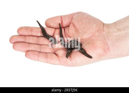 Sangsues à la main Banque D'Images