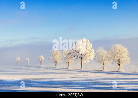 Route de campagne bordée d'arbres avec du givre et du brouillard dans un paysage hivernal Banque D'Images