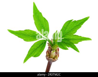 Brindilles d'érable avec bourgeons Banque D'Images