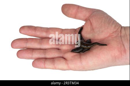 Sangsues à la main Banque D'Images