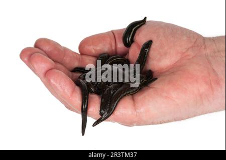 Sangsues à la main Banque D'Images