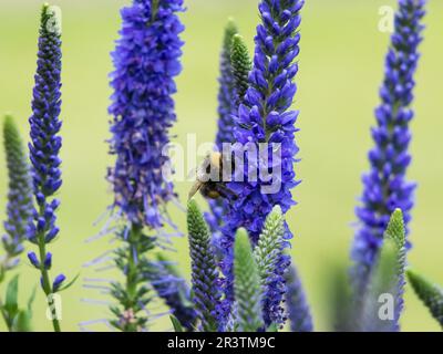 Abeille collectant le nectar de (Veronica spicata) Ulster Dwarf fleurs bleues Banque D'Images