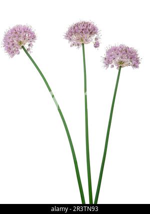 Fleurs d'ail sauvage Banque D'Images