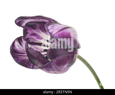 Tulipe violette sur blanc Banque D'Images