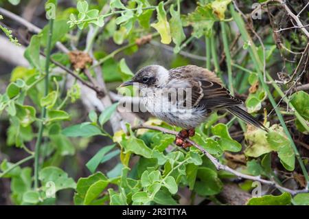 Galapagos mockingbird (Nesomimus parvulus), souffrant de la varicelle, île de Santa Cruz, Galapagos, Équateur, site du patrimoine mondial de l'UNESCO Banque D'Images