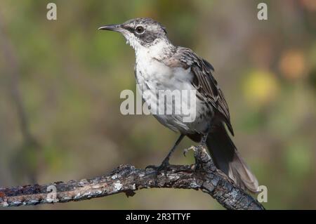 Galapagos mockingbird (Nesomimus parvulus), île de Santa Cruz, Galapagos, Équateur, site classé au patrimoine mondial de l'UNESCO Banque D'Images