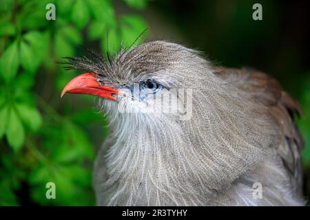 Red-legged Seriema (Cariama cristata) Banque D'Images