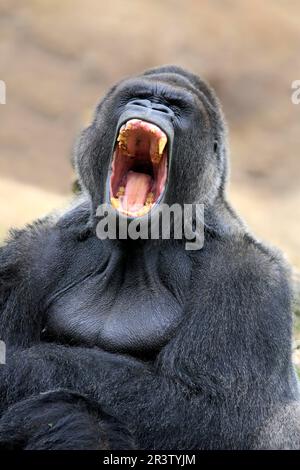 Gorille des basses terres de l'Ouest (gorille de Gorilla), gorille des basses terres de l'Ouest, menoing mâle adulte, dentition, dent, dents Banque D'Images