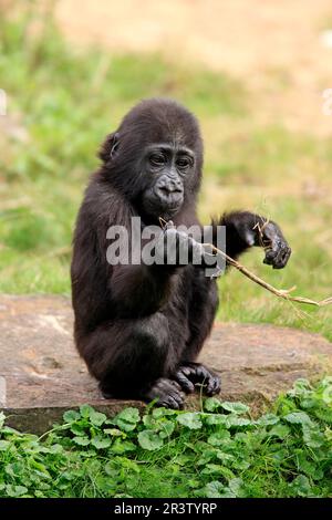 Gorilla (Gorilla gorilla gorilla), jeune, Afrique Banque D'Images