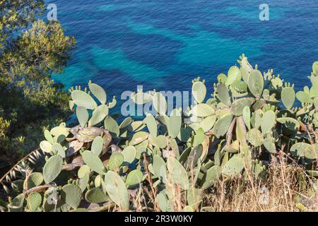 Pointe du Layet, cactus (Opuntia) près de Cavalaire-sur-Mer, Côte d'Azur, Provence, Sud de la France Banque D'Images