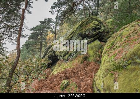 Falaises DE DÖRENTHER, roche avec pin de forêt dans le pays de Tecklenburg, Rhénanie-du-Nord-Westphalie Banque D'Images