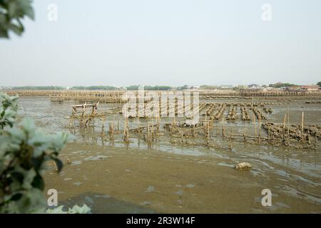 Les fermes d'huîtres sur la côte de la ville. Banque D'Images