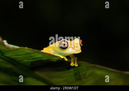 Grenouille verte à yeux brillants, Boophis viridis, Parc national d'Andasibe-Mantadia, faune de Madagascar Banque D'Images