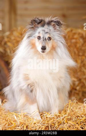 Sheltie, homme, Blue-merle, 8 ans, Shetland Sheepdog Banque D'Images