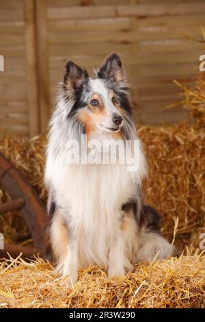 Sheltie, homme, Blue-merle, 11 ans, Shetland Sheepdog Banque D'Images