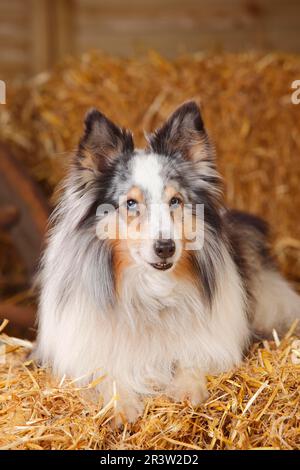 Sheltie, homme, Blue-merle, 11 ans, Shetland Sheepdog Banque D'Images