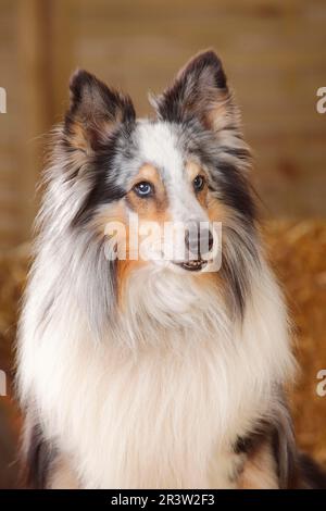 Sheltie, homme, Blue-merle, 11 ans, Shetland Sheepdog Banque D'Images