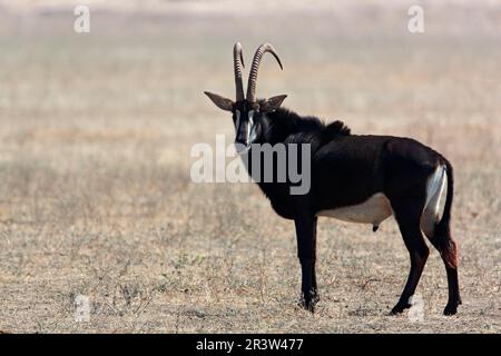 Antilope de sable, Namibie, Afrique (Hippotragus niger) Banque D'Images