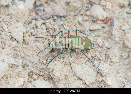 Dune de sable 'cicindela hybrida' Banque D'Images