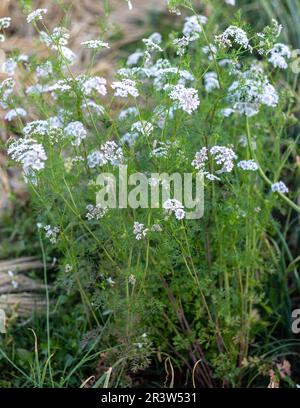 Plante de coriandre en pleine fleur avec des fleurs blanches en été Banque D'Images