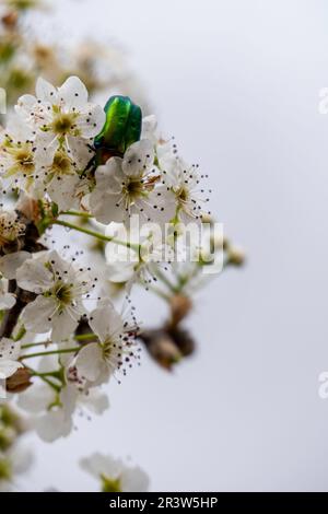 Coléoptère métallique et vert brillant - Protaetia cuprea gros plan sur la feuille verte entourée de végétation au printemps. Également connu sous le nom de frottement de cuivre. Banque D'Images