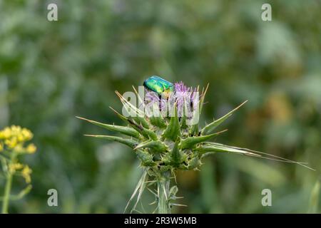 Coléoptère métallique et vert brillant - Protaetia cuprea gros plan sur la feuille verte entourée de végétation au printemps. Également connu sous le nom de frottement de cuivre. Banque D'Images