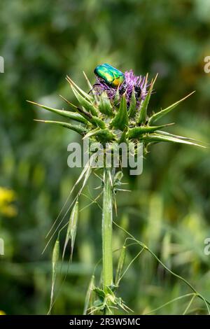 Coléoptère métallique et vert brillant - Protaetia cuprea gros plan sur la feuille verte entourée de végétation au printemps. Également connu sous le nom de frottement de cuivre. Banque D'Images