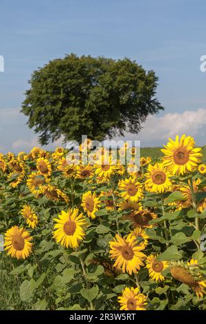 Freilingen, champ de tournesol dans la région d'Eifel Banque D'Images