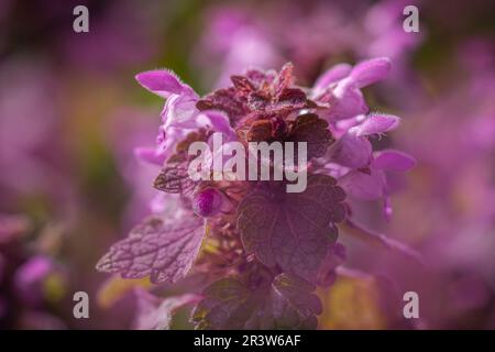 Lamium maculatum l'ortie tachetée. Banque D'Images