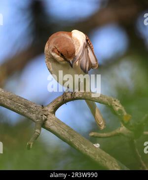 Une femelle Shrike à dos rouge (Lanius collurio) en Bulgarie Banque D'Images