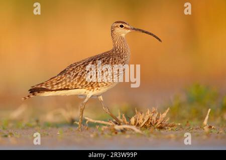 Whimrel eurasien (Numenius phaeopus), vue latérale d'un adulte debout sur le sol, Campanie, Italie Banque D'Images