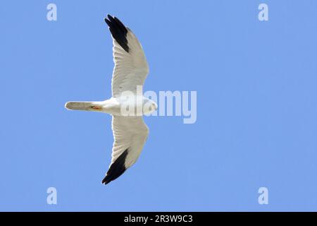 Pallid Harrier (Circus macrourus), homme adulte en vol vu de dessous, Campanie, Italie Banque D'Images