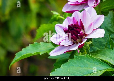 Lilas Dahlia, crème de Cassis Banque D'Images