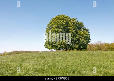 Aesculus hippocastanum, châtaigne de cheval dans un pré en mai Banque D'Images