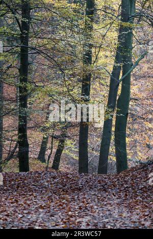 Sentier forestier en automne, Georgsmarienhütte, Osnabrücker Land, Basse-Saxe Banque D'Images