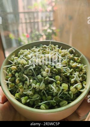 Main tenant Mung haricot / Green gram spout dans un bol en céramique / balcon jardin Banque D'Images