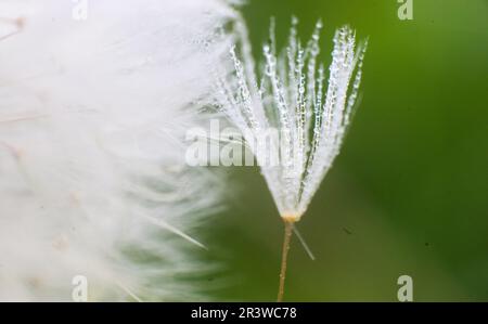 Laatzen, Allemagne. 25th mai 2023. Les plus belles gouttes d'eau sur les pissenlits dans le Leinemasch au sud de Hanovre. Credit: Julian Stratenschulte/dpa/Alay Live News Banque D'Images