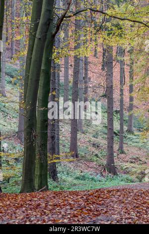 Sentier forestier en automne, Georgsmarienhütte, Osnabrücker Land, Basse-Saxe Banque D'Images