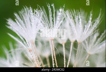 Laatzen, Allemagne. 25th mai 2023. Les plus belles gouttes d'eau sur les pissenlits dans le Leinemasch au sud de Hanovre. Credit: Julian Stratenschulte/dpa/Alay Live News Banque D'Images