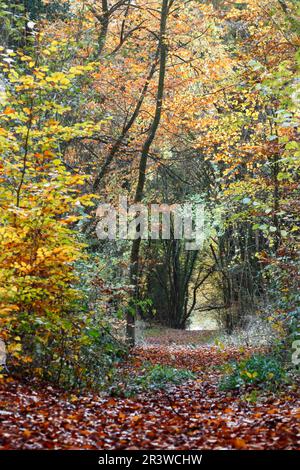 Forêt de hêtres en automne avec défrichement forestier, Lengerich, Rhénanie-du-Nord-Westphalie, Allemagne Banque D'Images