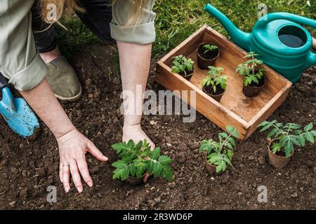 Femme plantant des plants de tomate avec un pot de tourbe biodégradable dans le sol du potager. Jardinage biologique durable Banque D'Images