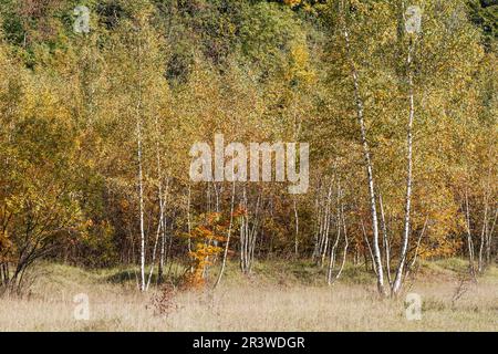 Bouleaux en automne (Betula) en automne, Allemagne Banque D'Images