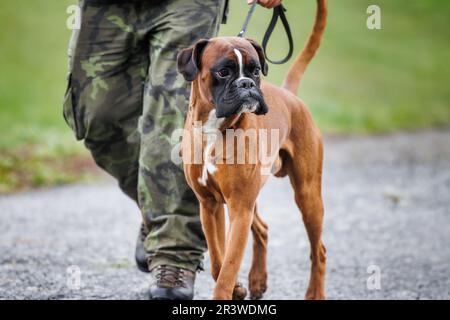 Chien boxeur marchant avec son propriétaire d'animal de compagnie à l'extérieur. Thèmes animaux et mode de vie actif Banque D'Images