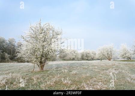 Paysage panoramique avec l'aubépine Crataegus monogyna par une froide journée d'hiver Banque D'Images