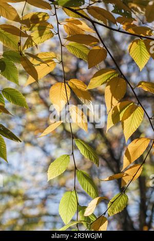 Betula lenta en automne, connue sous le nom de bouleau noir, bouleau à cerisier, bouleau doux Banque D'Images